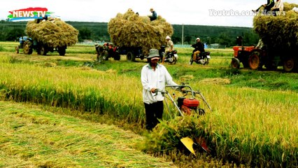 Top 10 loài côn trùng đáng sợ nhất thế giới