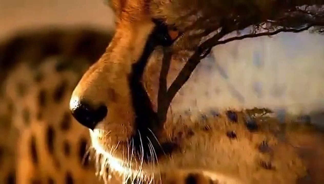 In the Valley of the Wolves (Documentary Full Length) Dailymotion Video