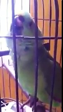 Un perroquet imite le crie du bébé de son propriétaire !! Incroyable