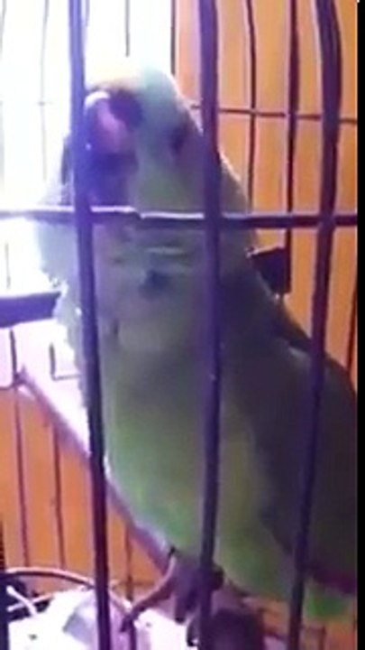 Un perroquet imite le crie du bébé de son propriétaire !! Incroyable