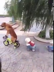 Dog riding a bicycle and bike with two dogs