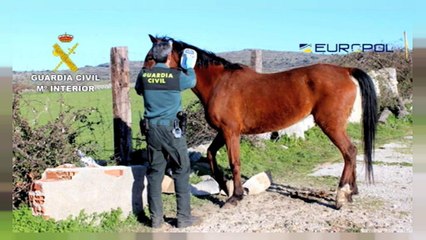 Decenas de detenidos en España por vender carne de caballo no apta para el consumo