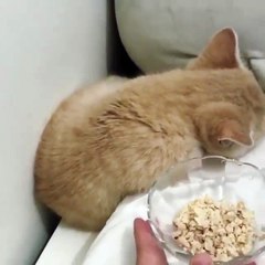 Cat eating its food in the bowl