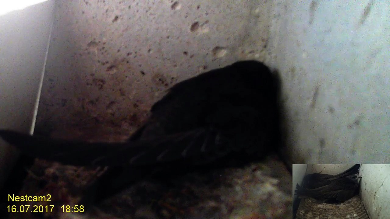 Mauersegler Webcam 2017 -  16. Juli 18:50