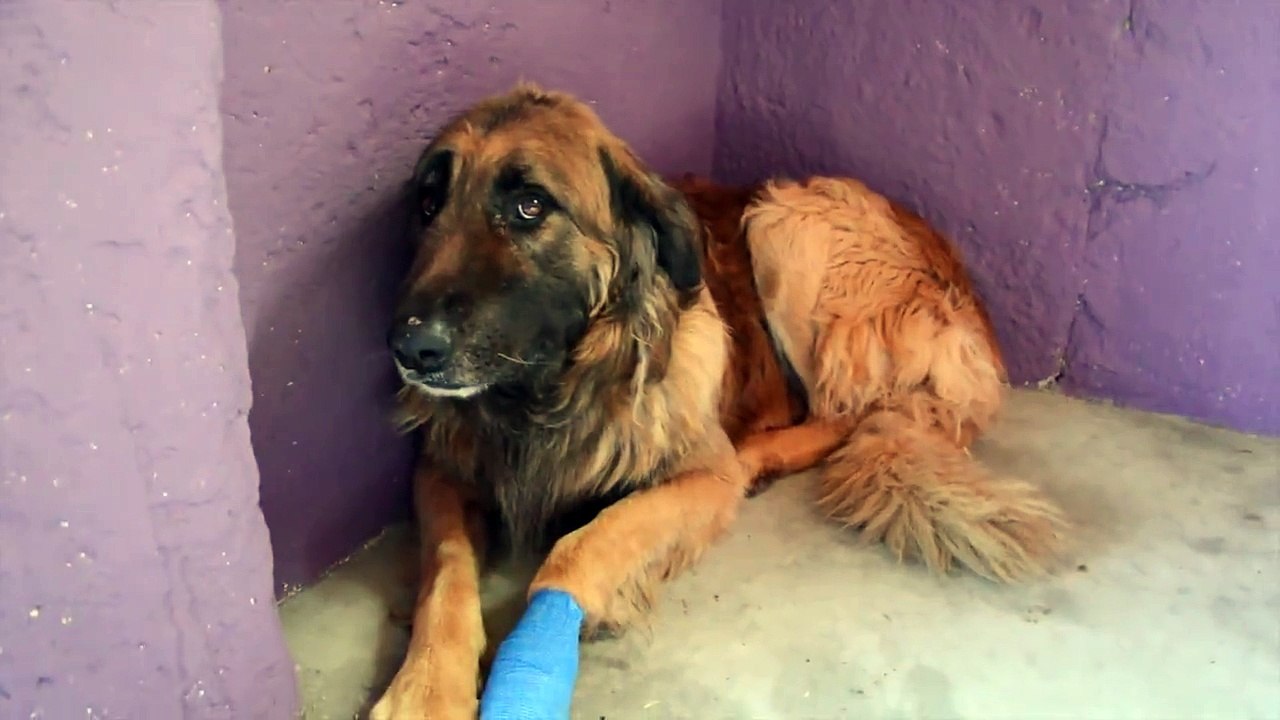 Cão que esteve preso durante 8 longos anos recebe carinho pela primeira vez