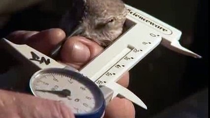 PBS Nature Crash A Tale of Two Species