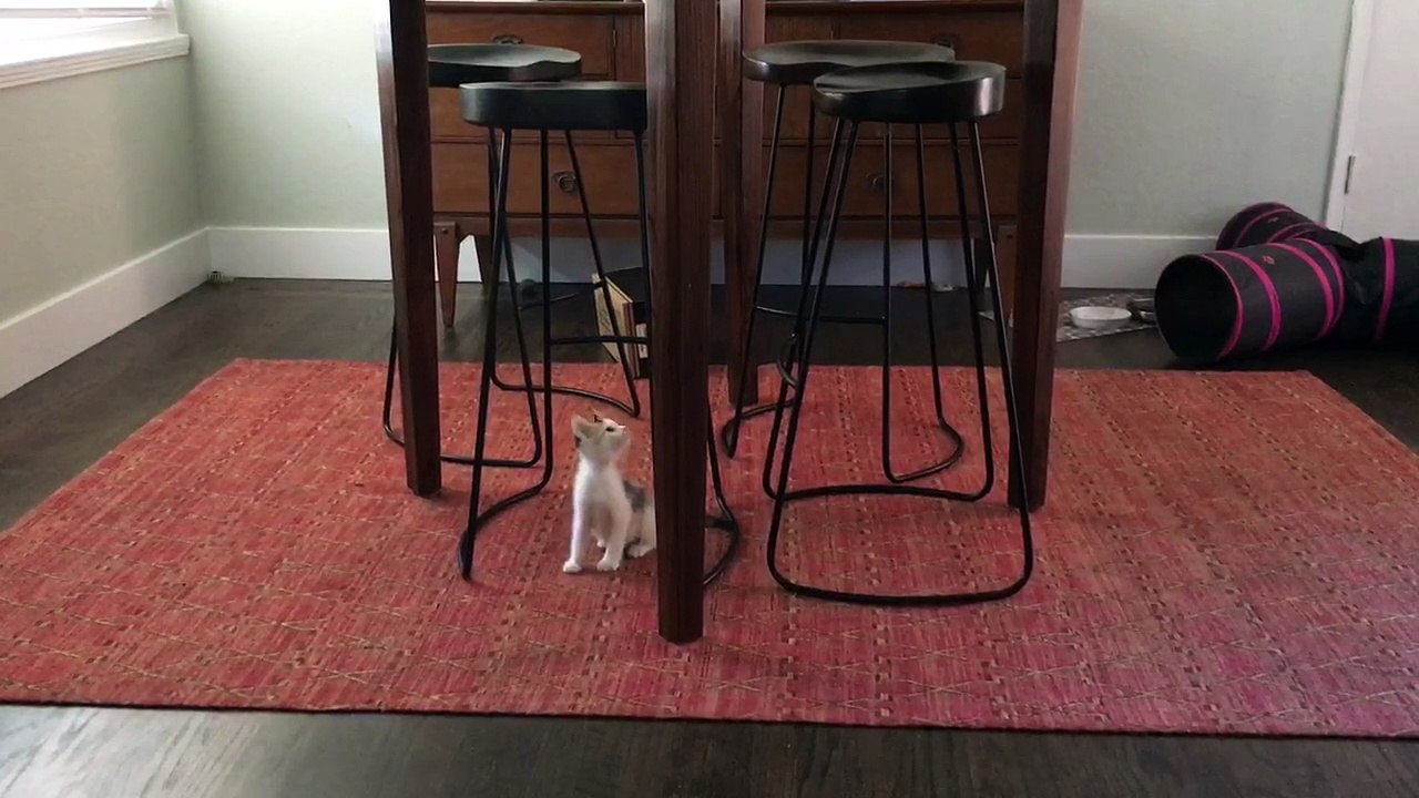 Crazy kitten tries to climb table leg