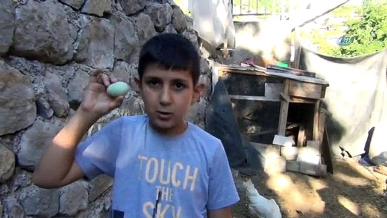 Yeşil Yumurta Yumurtlayan Tavuk