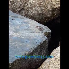 Yengeç nasıl beslenir ?