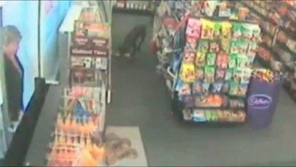 Perros delincuentes y tiernos