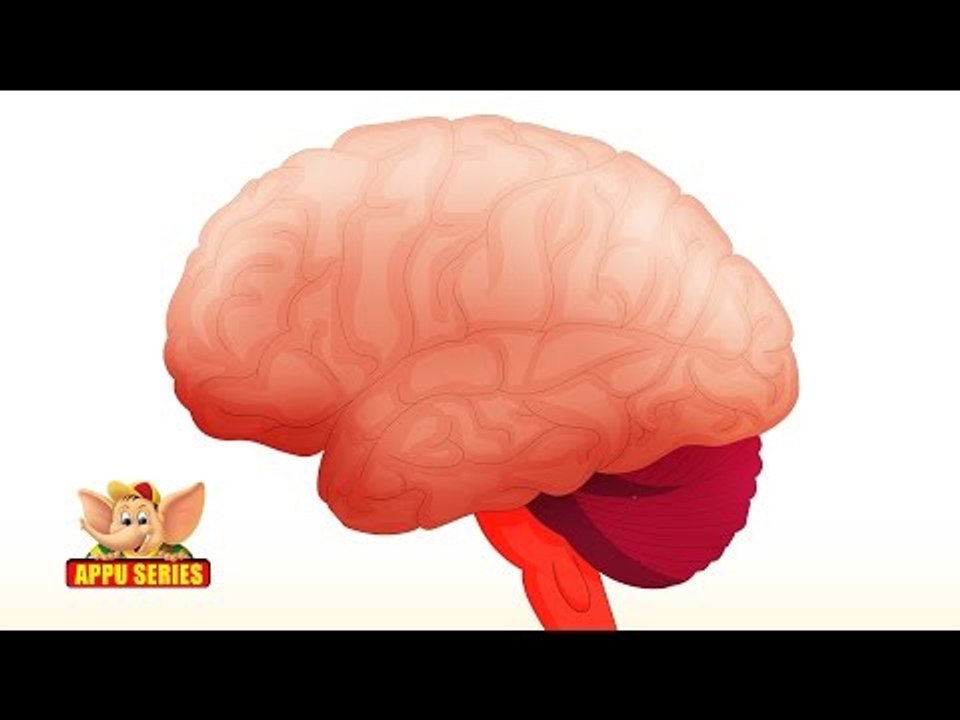 Learn - Important Body Parts