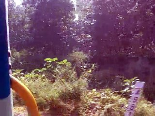 WDP-4 20003 hauled Vaishali Express passing Kushmi Jungles after Gorakhpur.3gp