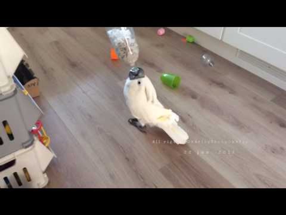 Cockatoo Works Hard for Pine Nuts