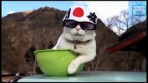 Top Funny Cats Acting Like Humans In The World -  Best Funny Cats Compilation