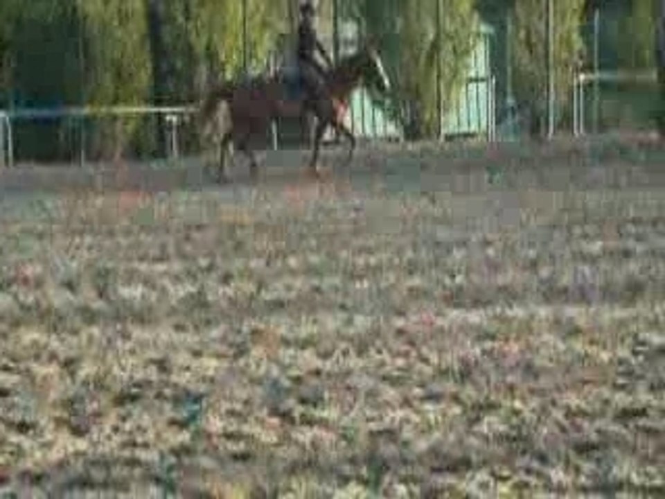 cour d'équitation: détente au trot