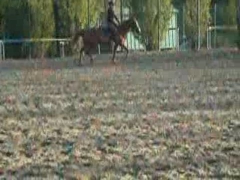 cour d'équitation: détente au trot