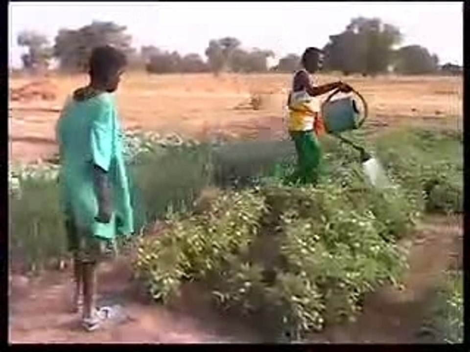Colibantan