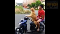 159.Aneh Tapi Nyata, Anjing Ini Bisa Mengendarai Motor Matic di Jalan Raya