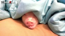 Cute Micro Pig - A Cute Mini Pig Videos Com