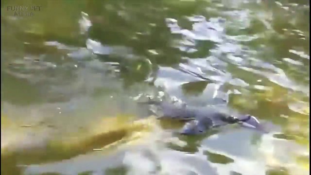 57.Funny Penguins Penguins Fails [Funny Pets]