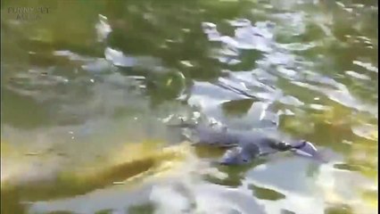 57.Funny Penguins  Penguins Fails [Funny Pets]