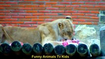 Rei Leão no Zoológico _ Lion King at the Zoo _ León en el Zoológico - Funny Animals TV KIDS