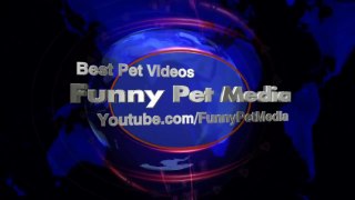 194.FUNNY CATS ★ Funny Cats Compilation (HD) [Funny Pets]