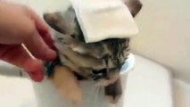 Funny Cats Enjoying Bath _ Cats That LOVE Wate
