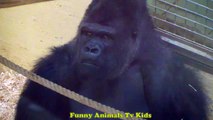 ELEFANTES Gorilas Macaco234234werwerMonkeys Gorilla Zoo Wild Life - Funny Anima