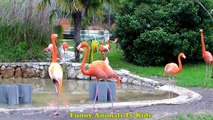 ELEFANTES Gorilas Macaco Flamingos _ El234234werwer