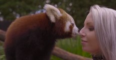 This Red Panda Cub Loves Getting Tickled by His Keeper - and We Love Watching