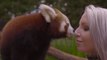 This Red Panda Cub Loves Getting Tickled by His Keeper - and We Love Watching