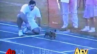 America s Funniest Home Videos  Animal Clips