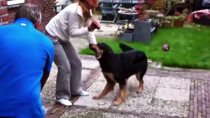 165.Dogs Meets Owner After Long Time ★ TRY NOT TO CRY (HD) [Funny Pets]
