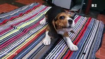 Et mignonne chiens drôle vidéos Compilation beagle