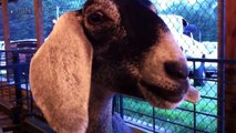 163.Funny Goats (NEW) (HD) [Funny Pets]