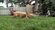 183.PUPPY FIGHTS ★ Funny Puppies Fighting (HD) [Funny Pets]