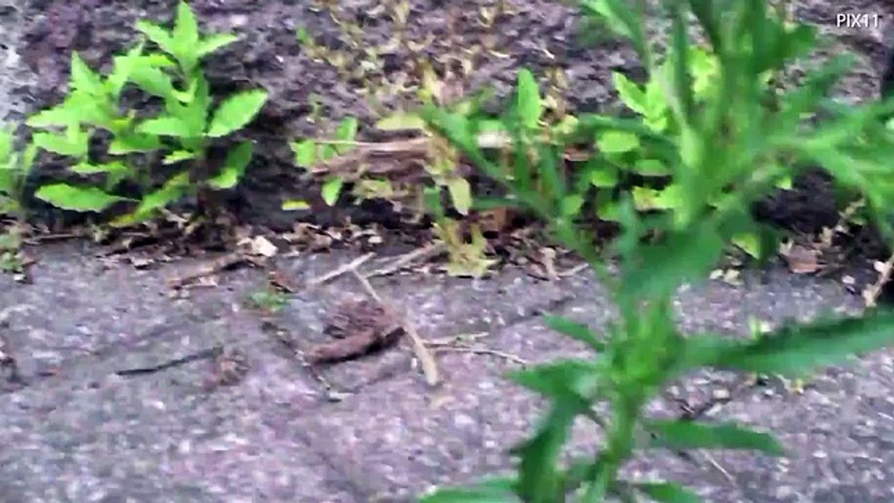 Swarms of rats overrun public elementary school in New York City as terrified parents keep their kids home