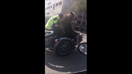 Un ours fait de la moto sur un Sidecar