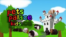 Interviewing Guinea Pigs _ Pets Palace Kidswerwer234234