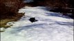 157.Dogs in Snow ★ Dogs Discovering Snow for the First Time (HD) [Funny Pets]