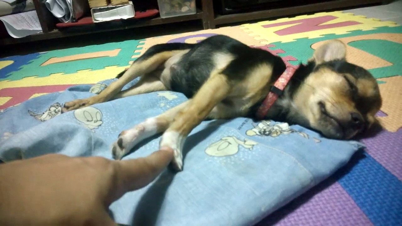 Quoi de mieux que ces adorables chiots - Compilation d'animaux