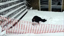 153.DOGS IN SNOW ★ Dogs Discover SNOW (New Video) (HD) [Funny Pets]