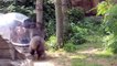 126.Zoo Animals Attacks ★ Zoo Animals Getting Angry! [Funny Pets]
