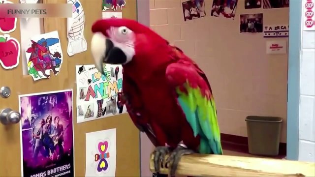 124.Funny PARROTS ★ 10 MINUTES of Funny Parrots! (HD) [Funny Pets]