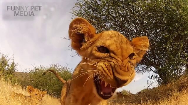 134.Cute LION CUBS Playing (HD) [Funny Pets]