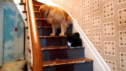 135.DOGS AFRAID OF CATS (HD) [Funny Pets]