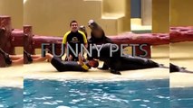 133.Cute Seals Playing with Humans (HD) [Funny Pets]