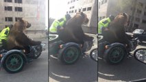Un ours fait de la moto dans un side-car
