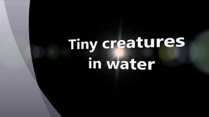 Tiny creatures in water - Discover Pakistan